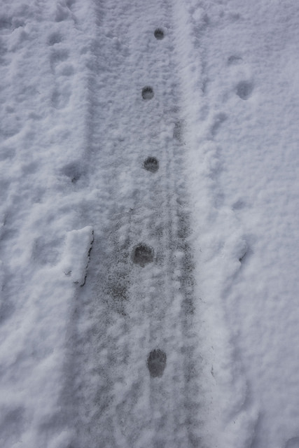 46089455921_073703ff83_z