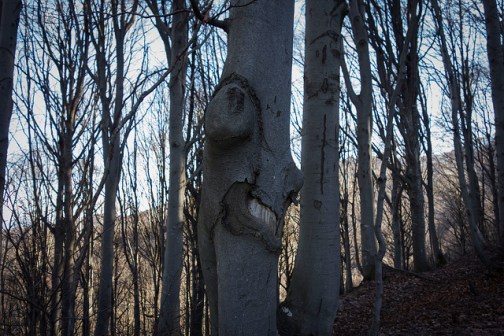 46342167281_e942a2bb13_z