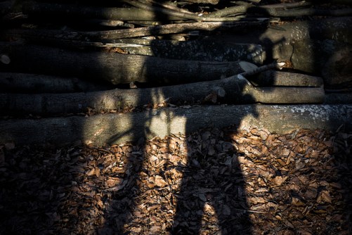 46342167741_0316f2ef05_z