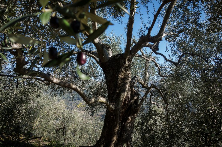 40565536253_8e050fc5f5_k