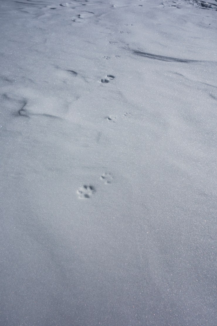 40464977023_8c8abc3b38_k