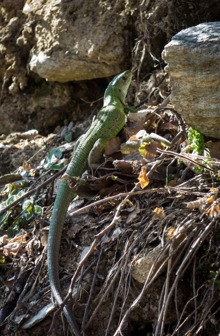 40896796603_ae0a1ee770_k