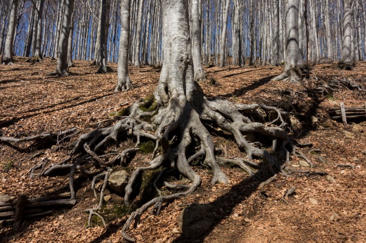 48073618352_28aa8b7bbc_k