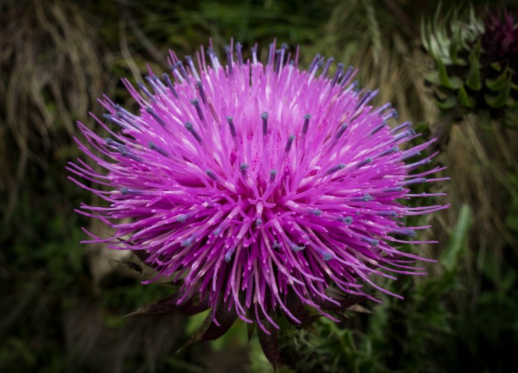 48204858261_a8a037e488_k