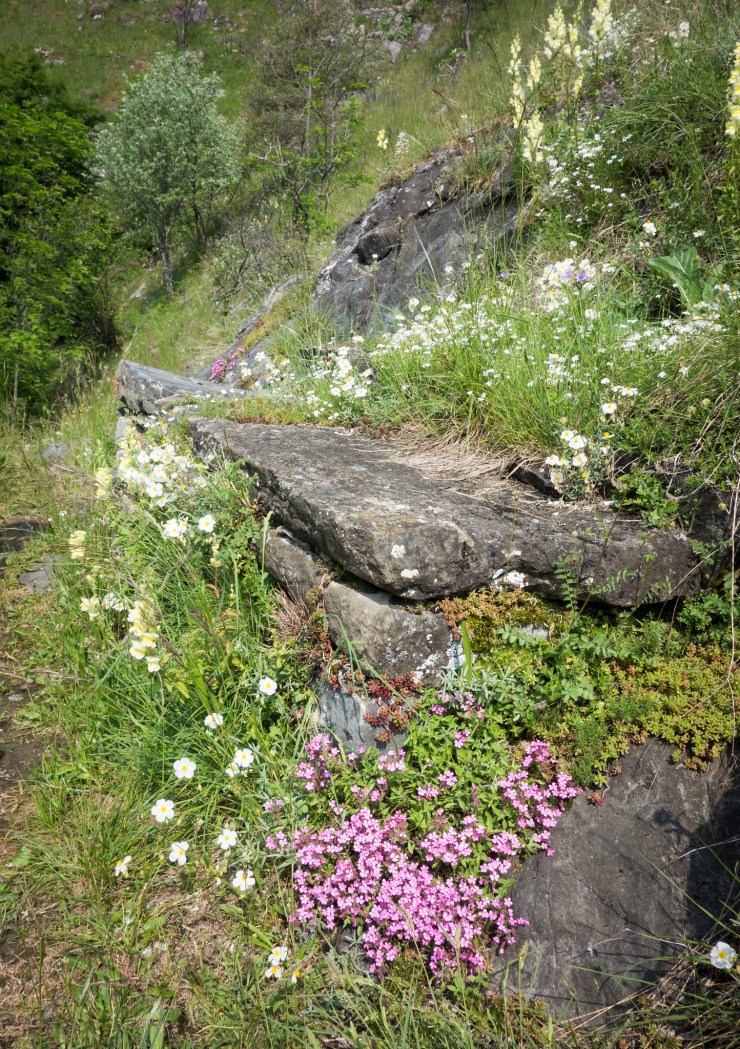 48204908702_e825f05a47_k