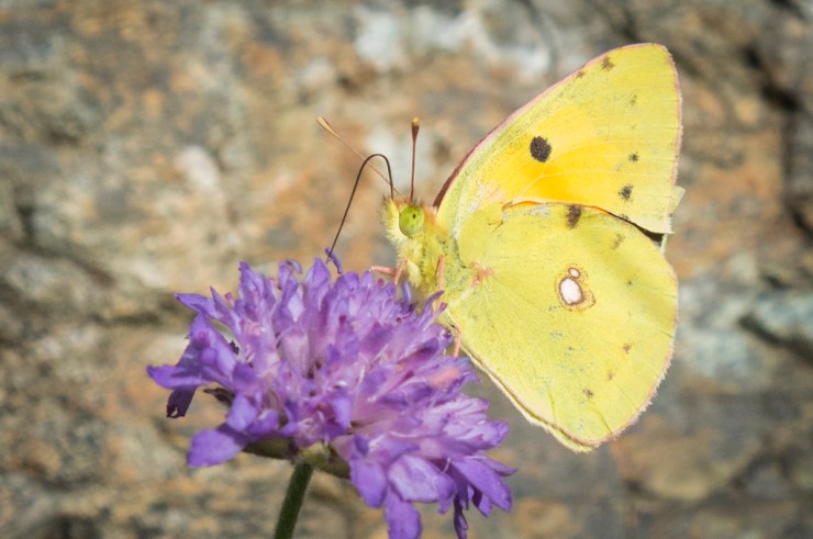 48309852881_6ed6b8c295_b