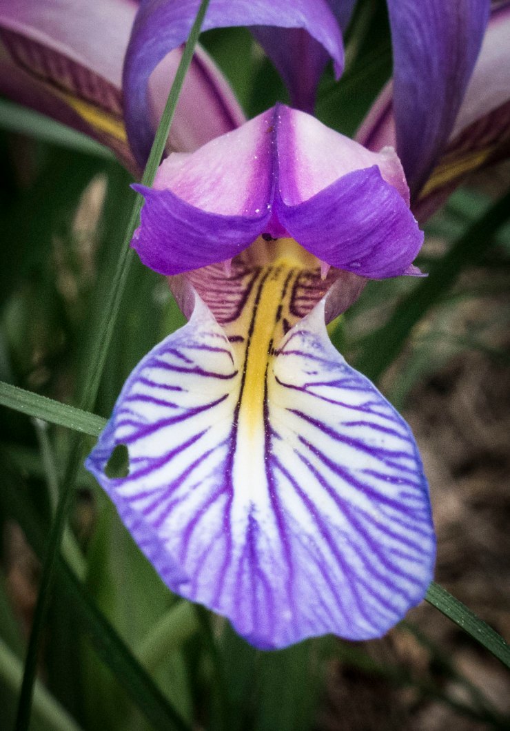 48309936841_22ff8c35ed_h