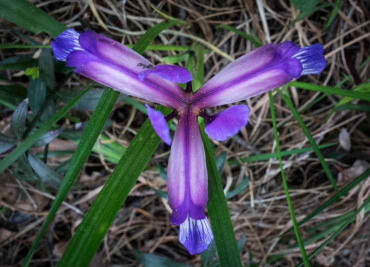 48310046112_17f6a0fdeb_k